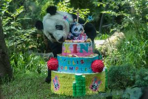 MEXICO-CIUDAD DE MEXICO-CHINA-PANDA GIGANTE-CELEBRACION