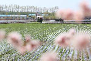 CHINA-HEILONGJIANG-SEMBRA DE PRIMAVERA