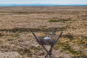 CHINA-HEILONGJIANG-RESERVA NATURAL-AVES MIGRATORIAS-CRIA