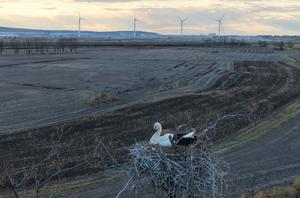 CHINA-HEILONGJIANG-RESERVA NATURAL-AVES MIGRATORIAS-CRIA