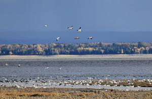 CANADA-QUEBEC-AREA NACIONAL DE VIDA SILVESTRE-GANSOS NIVALES-MIGRACION