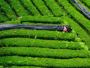 CHINA-GUIZHOU-TONGREN-MONTE FANJING-INDUSTRIA DEL MATCHA
