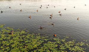 CHINA-HEILONGJIANG-ECOLOGIA-MEJORA
