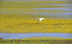 CHINA-HEILONGJIANG-ECOLOGIA-MEJORA