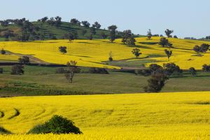 AUSTRALIA-NUEVA GALES DEL SUR-FLORES DE CANOLA