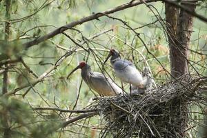CHINA-SHAANXI-HANZHONG-IBIS CRESTADO-REPRODUCCION