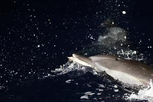 CHINA-MAR MERIDIONAL DE CHINA-DELFINES