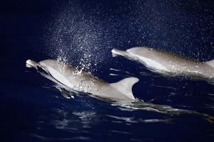 CHINA-MAR MERIDIONAL DE CHINA-DELFINES