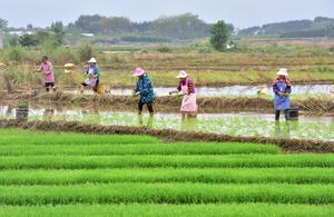 CHINA-PRIMAVERA-AGRICULTURA