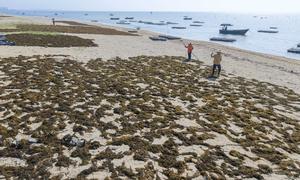 CHINA-HAINAN-QIONGHAI-ALGAS-RECOLECCION