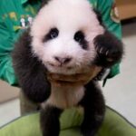 REPUBLICA DE COREA-EVERLAND-CACHORRO DE PANDA GIGANTE