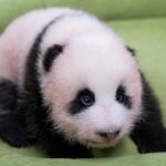 REPUBLICA DE COREA-EVERLAND-CACHORRO DE PANDA GIGANTE