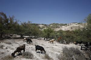MEDIO ORIENTE-CISJORDANIA-PROYECTO DE ASENTAMIENTO ISRAELI