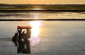 CHINA-HEILONGJIANG-HARBIN-ARROZ-TRASPLANTE