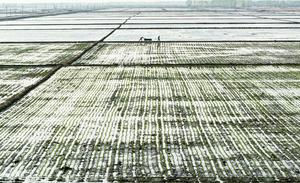 CHINA-HEILONGJIANG-HARBIN-ARROZ-TRASPLANTE