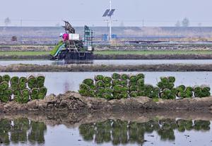 CHINA-HEILONGJIANG-HARBIN-ARROZ-TRASPLANTE