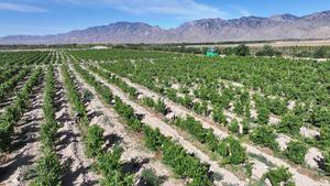 CHINA-NINGXIA-UVA PARA VINO-VITICULTURA