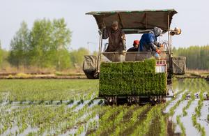 CHINA-HEILONGJIANG-HARBIN-ARROZ-TRASPLANTE