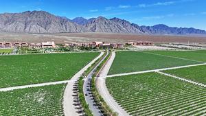CHINA-NINGXIA-UVA PARA VINO-VITICULTURA