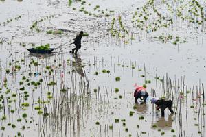 CHINA-HEILONGJIANG-HARBIN-ARROZ-TRASPLANTE