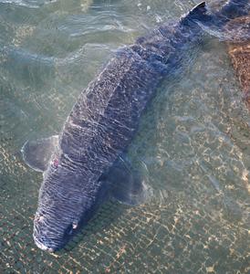 CHINA-CHONGQING-BIODIVERSIDAD-CONSERVACION