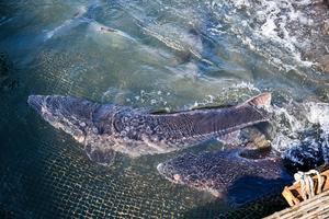 CHINA-CHONGQING-BIODIVERSIDAD-CONSERVACION