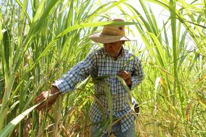 EL SALVADOR-SAN VICENTE-EL NIÑO