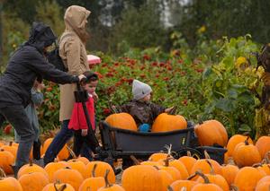 CANADA-RICHMOND-HUERTO DE CALABAZAS
