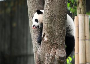 CHINA-SICHUAN-CHENGDU-PANDA GIGANTE