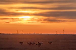 CHINA-HEILONGJIANG-LINDIAN-AVUTARDA