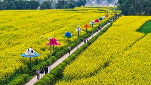 CHINA-CHONGQING-FLORES DE COLZA-PAISAJE