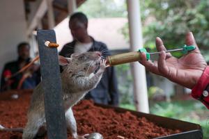 TANZANIA-MOROGORO-RATAS DE DETECCION-ENTRENAMIENTO