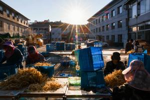 CHINA-JILIN-FUSONG-GINSENG-TEMPORADA DE COSECHA