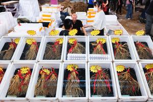 CHINA-JILIN-FUSONG-GINSENG-TEMPORADA DE COSECHA