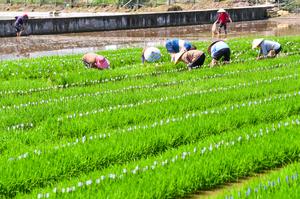 CHINA-CHONGQING-HECHUAN-PRIMAVERA-AGRICULTURA