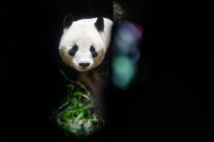 JAPON-TOKIO-PANDAS GIGANTES-PROGRAMADOS PARA REGRESAR A CHINA