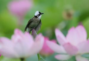 CHINA-FLORES DE LOTO-PAISAJE
