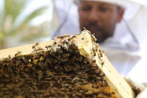 IRAK-BAGDAD-APICULTOR-DIA MUNDIAL DE LAS ABEJAS