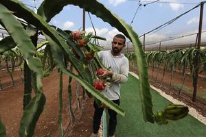 MEDIO ORIENTE-JENIN-PITAHAYA
