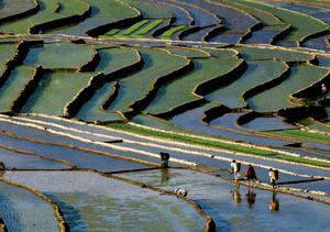 CHINA-SICHUAN-CAMPOS EN TERRAZAS