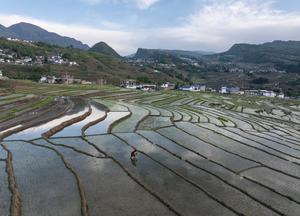 CHINA-SICHUAN-CAMPOS EN TERRAZAS