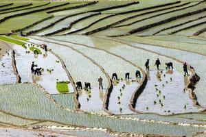 CHINA-SICHUAN-CAMPOS EN TERRAZAS