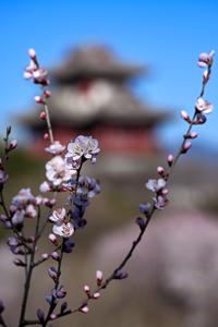 CHINA-BEIJING-PARQUE DE EXPOSICION DE JARDINES-FLOR DE DURAZNO