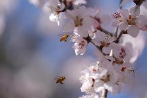 CHINA-BEIJING-PRIMAVERA-FLOR DE DURAZNO