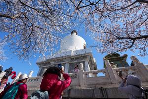 CHINA-BEIJING-PRIMAVERA-FLOR DE DURAZNO