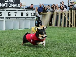 EEUU-ARCADIA-CAMPEONATO NACIONAL DE INVIERNO DE CORGIS