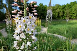 UZBEKISTAN-TASHKENT-FLORES DE ALLIUM