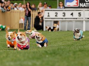 EEUU-ARCADIA-CAMPEONATO NACIONAL DE INVIERNO DE CORGIS