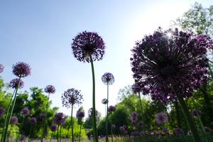 UZBEKISTAN-TASHKENT-FLORES DE ALLIUM