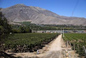 CHILE-COQUIMBO-PISCO-VENDIMIA